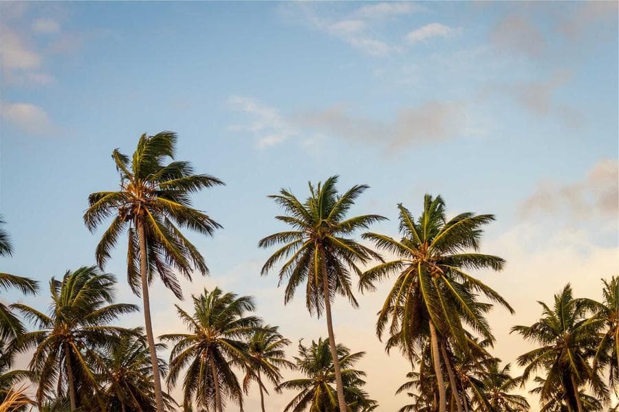 مائدة الميناء